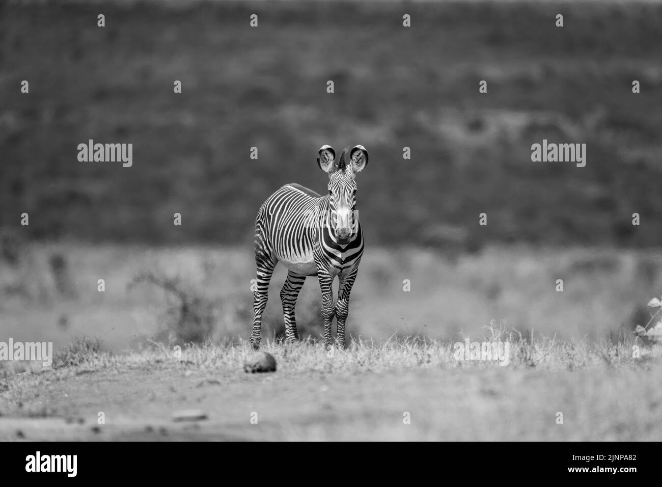 A Grévy's zebra stands in the savannah staring at the camera. It has