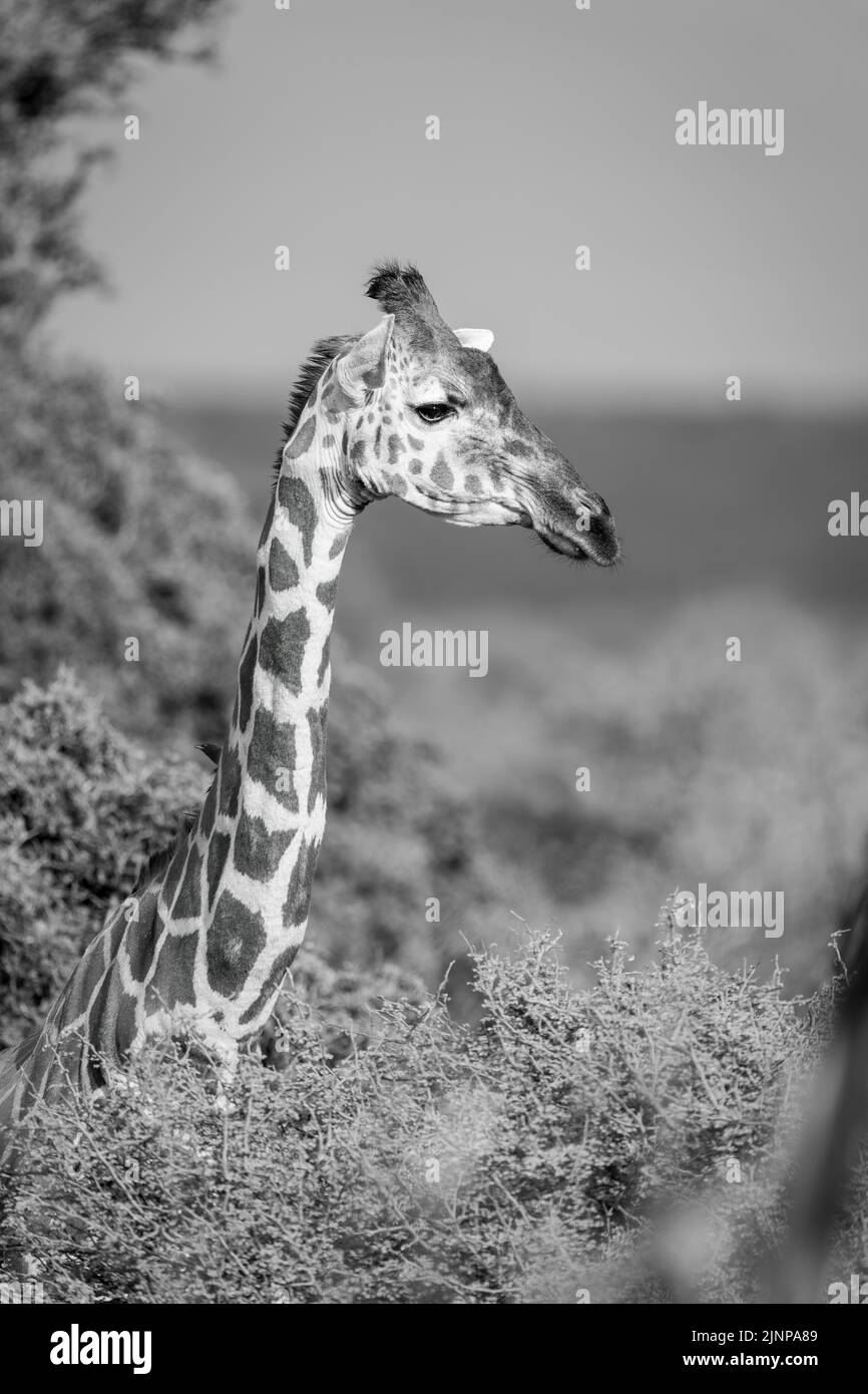 A reticulated giraffe stands surrounded by bushes. It has white fur
