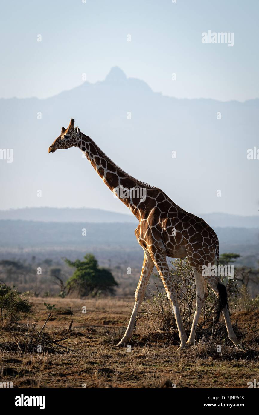 Reticulated giraffe crosses savannah by Mount Kenya Stock Photo