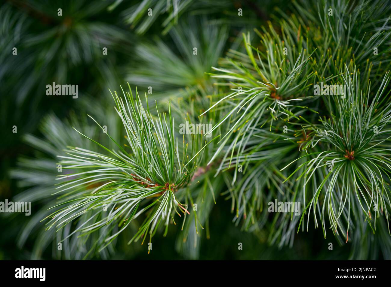 Korean pine branches at sunlight. Selective focus. Shallow depth of field. Stock Photo
