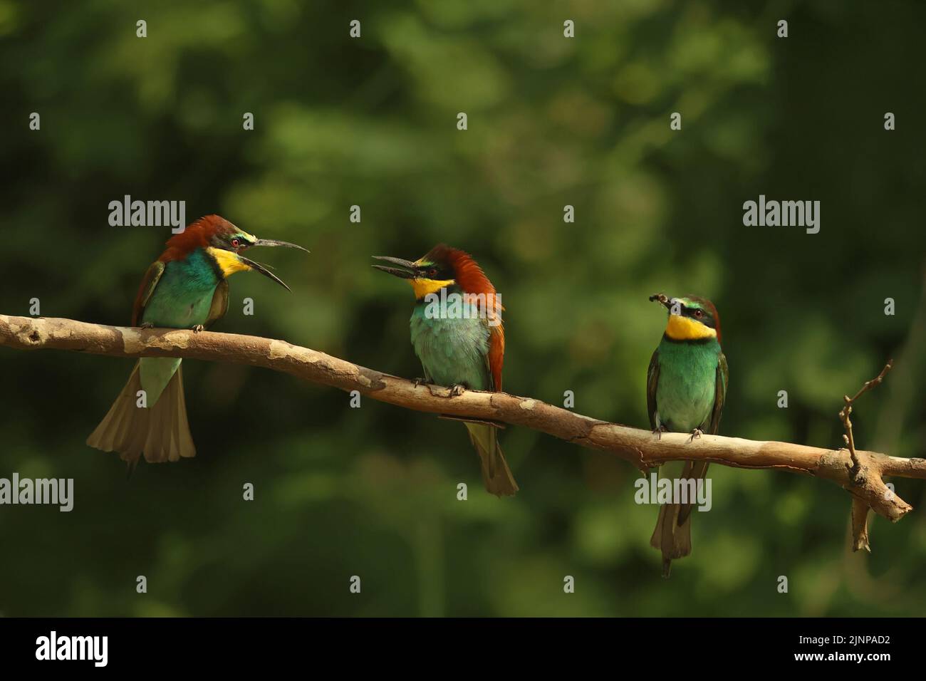European bee-eaters (Merops apiaster) interact on where one may sit; they are highly social colorful birds. Stock Photo