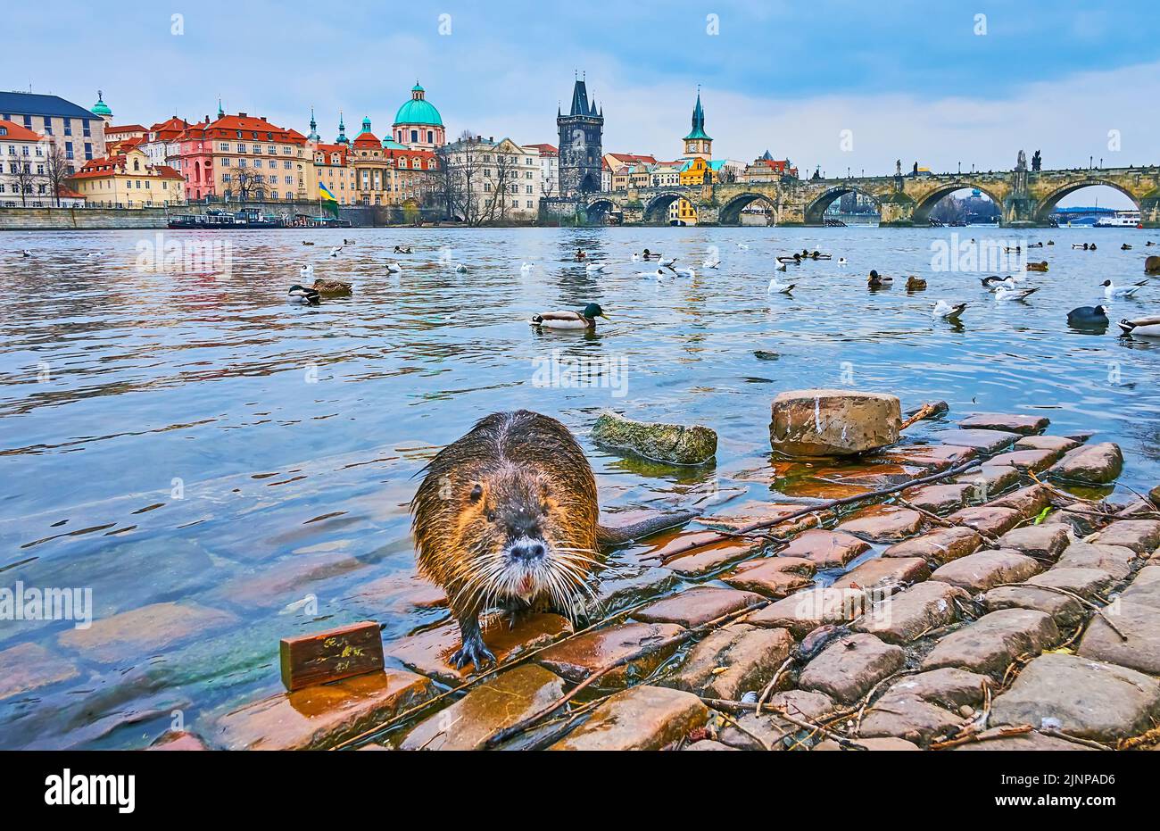 The beautiful big beaver walks the cobblestone on the bank of Vltava River with historic cityscape and Charles Bridge in background, Prague, Czech Rep Stock Photo