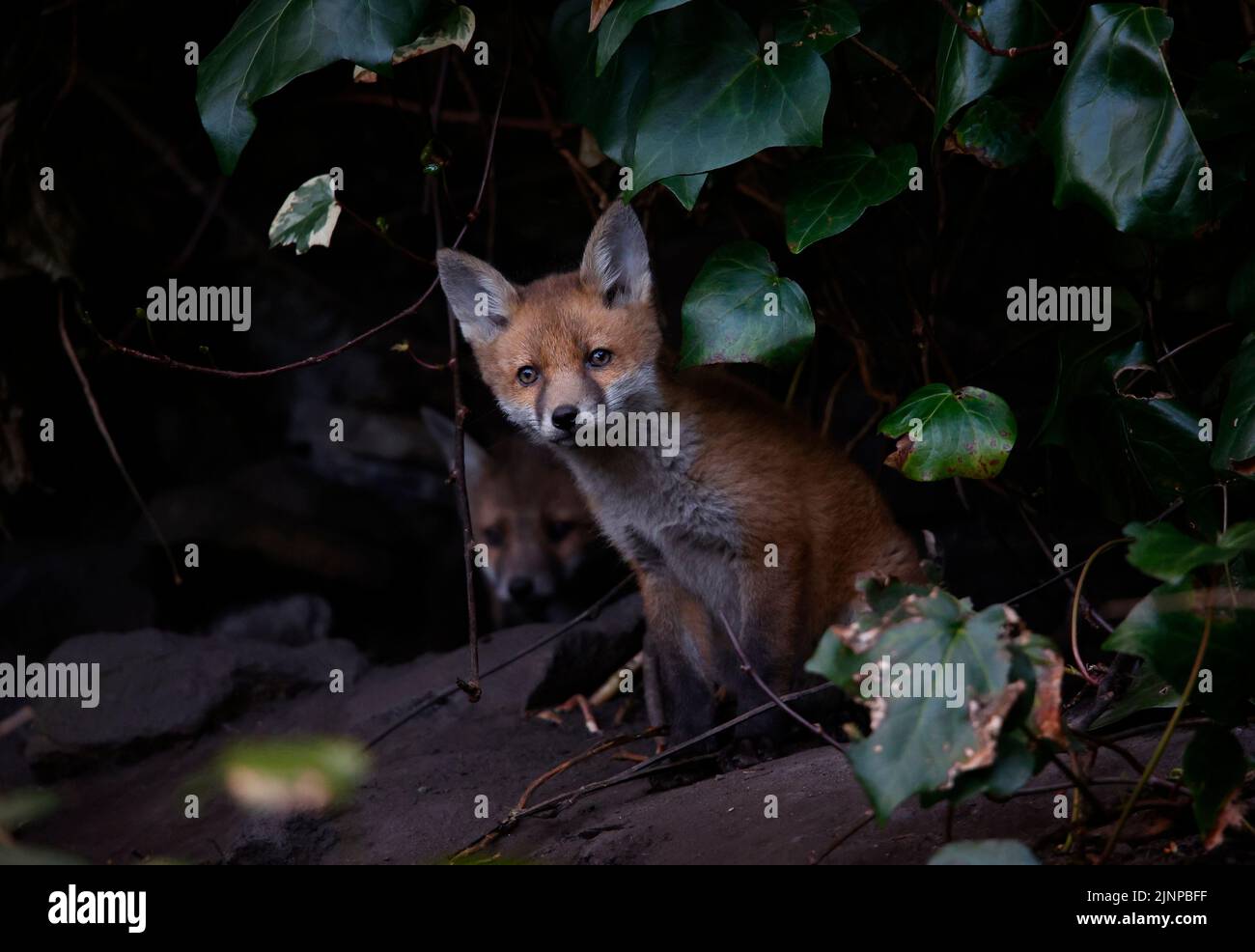 A family of urban fox cubs emerginf from their den Stock Photo