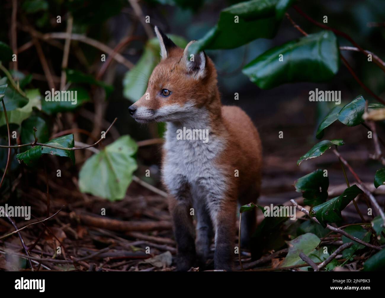 A family of urban fox cubs emerginf from their den Stock Photo