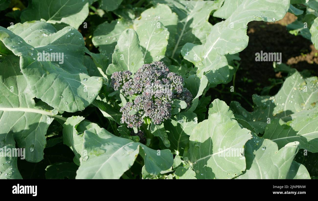 Broccoli leaf bio farmer farming greenhouse flowering head stalk folio