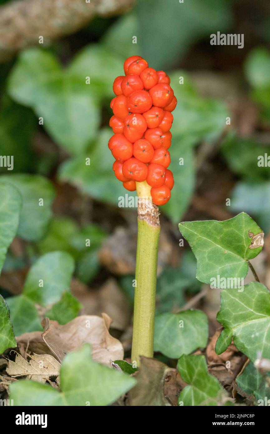 poisonous-orange-autumn-berries-of-lords-and-ladies-cuckoopint-arum