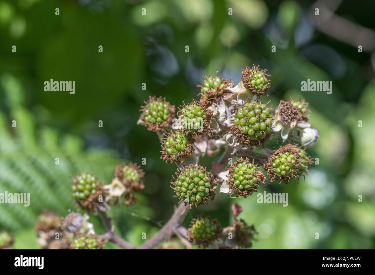 Cluster of unripe blackberries of Bramble / Rubus fruticosus in sunshine. Blackberries were formerly used in medicinal remedies - as well as a fruit. Stock Photo