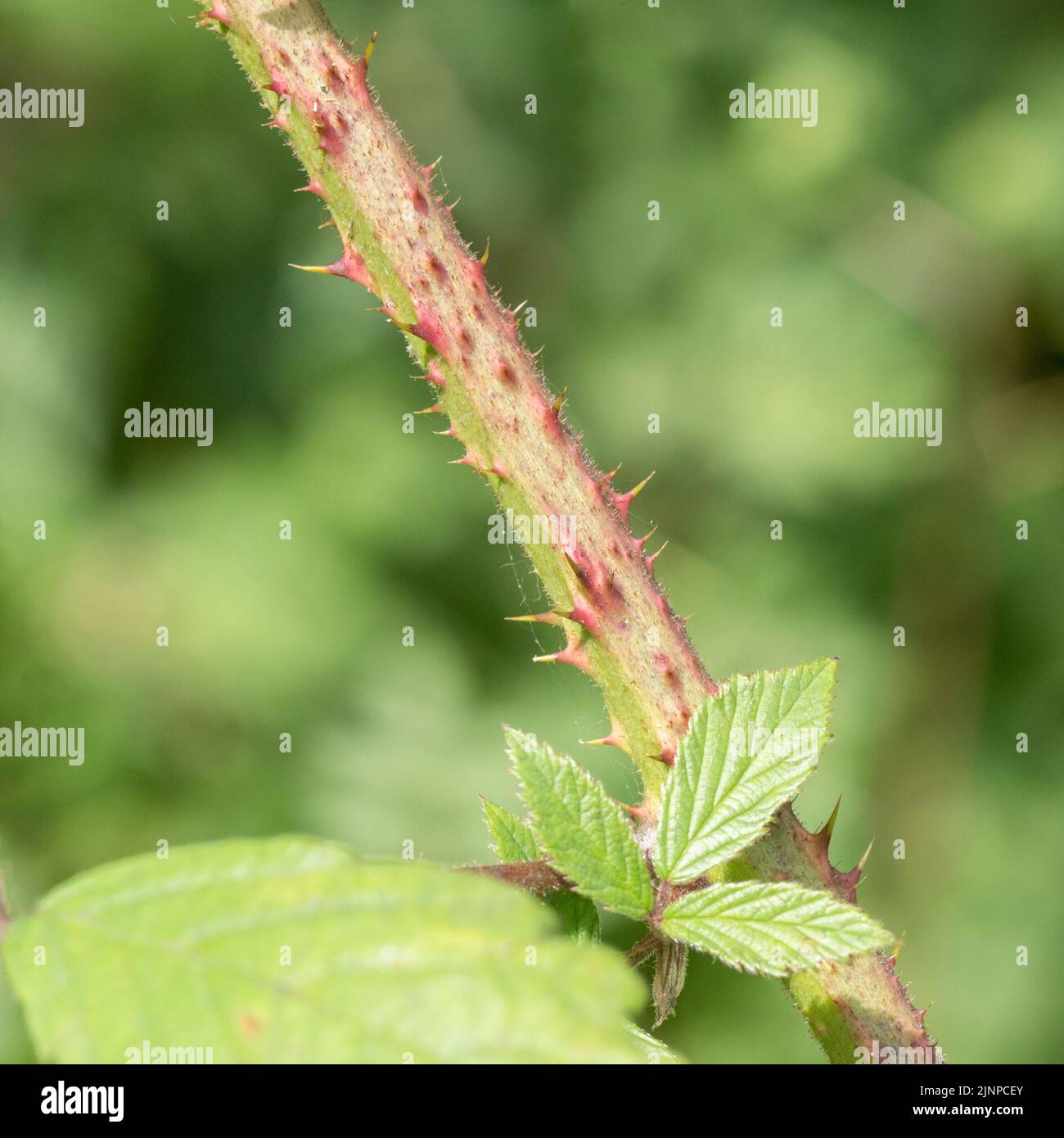 Close-up of spiky prickles on new-ish bramble cane. Metaphor for painful and sharp. Bramble / Rubus fruticosus formerly used for herbal remedies. Stock Photo