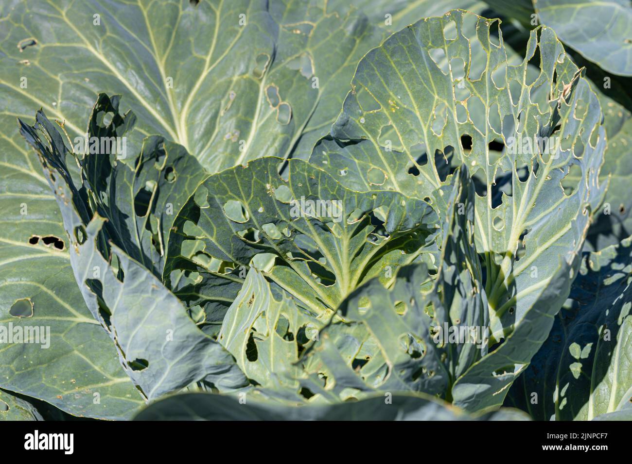 cabbage leaves in the garden eaten by a pest. High quality photo Stock