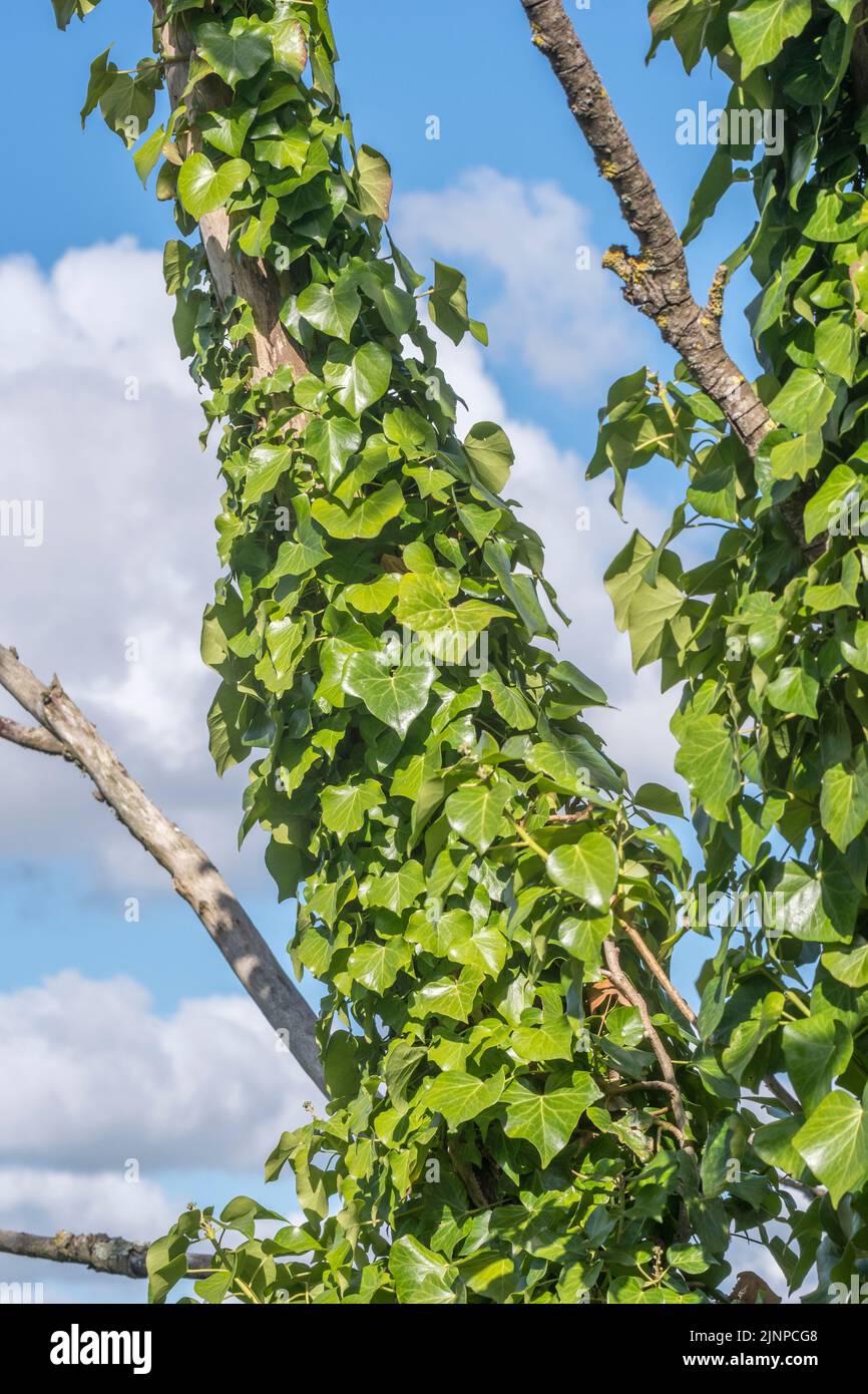 Ivy covered tree trunk set against blue summer sky. Climbing plants concept, choking metaphor, smothered. Ivy formerly used in medicinal remedies. Stock Photo