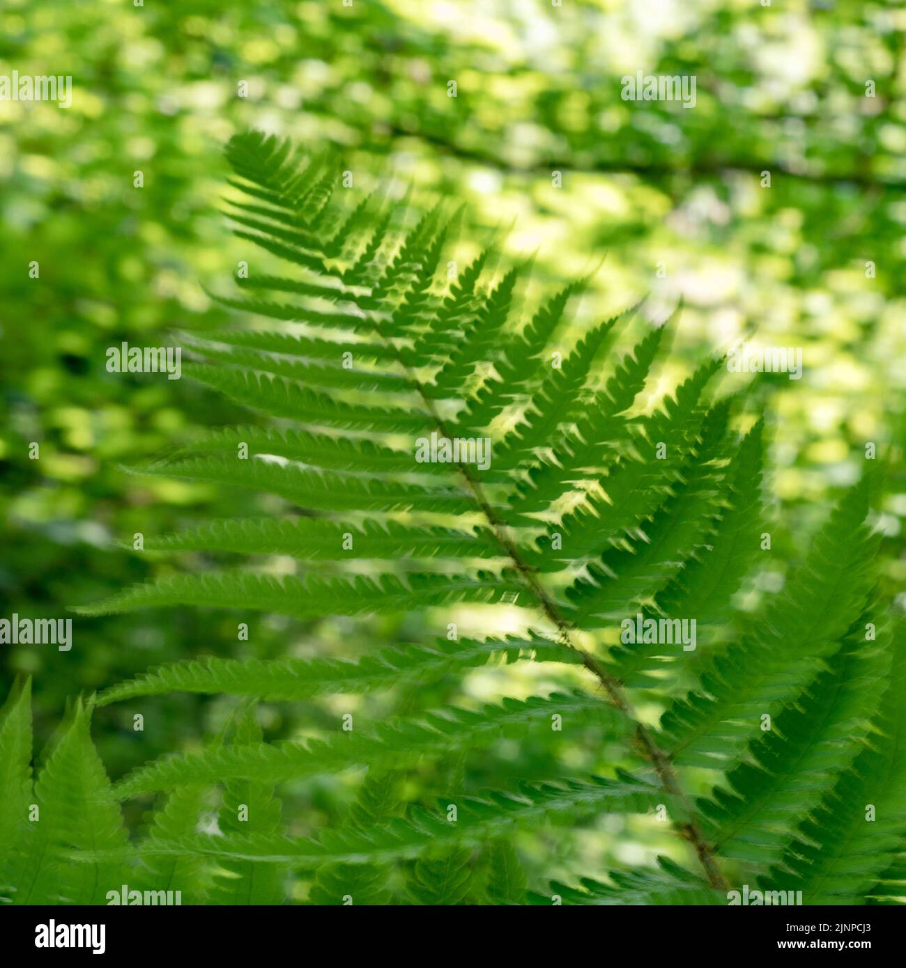 Trembling fern fronds in shaded woodland grove caught with slow shutter speed to give blurry abstract effect. Stock Photo