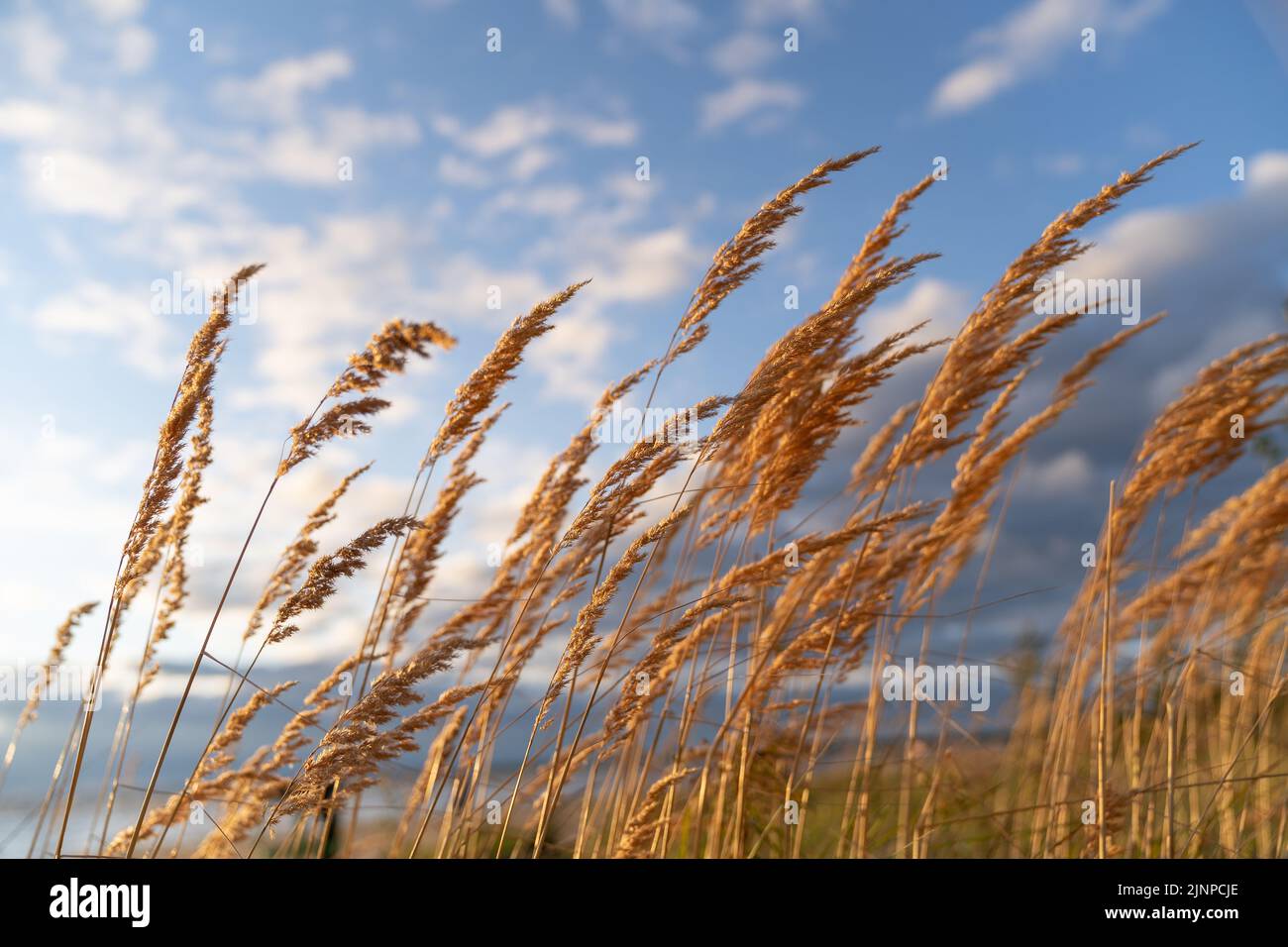 Wind Blowing Reeds Field grass blowing wind shallow hi-res stock photography and images ...