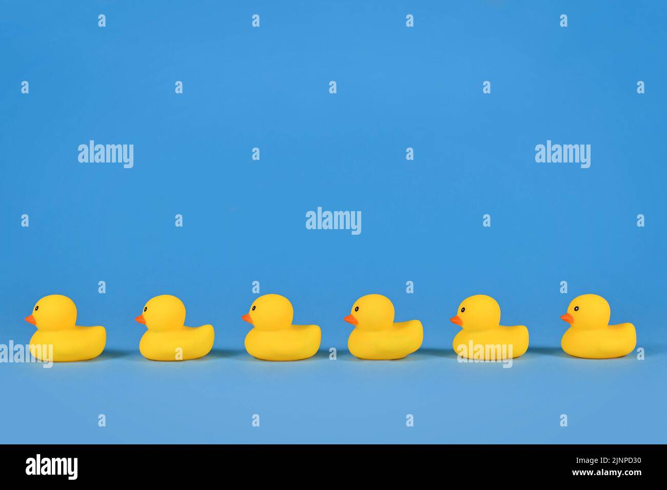 Yellow rubber ducks in a row on blue background with copy space Stock Photo