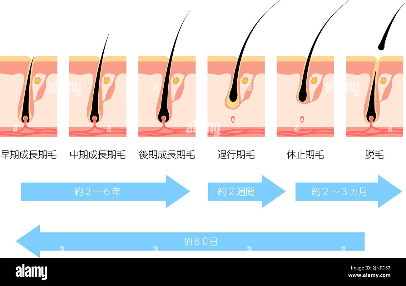 Illustration of the hair cycle and hair growth cycle Translation