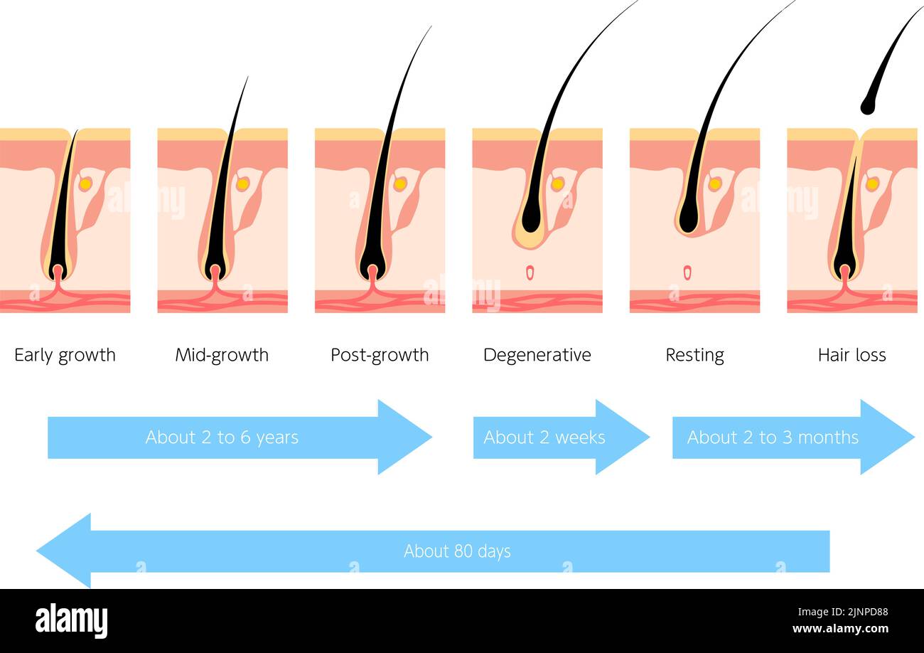 Study cycle Cut Out Stock Images & Pictures - Alamy
