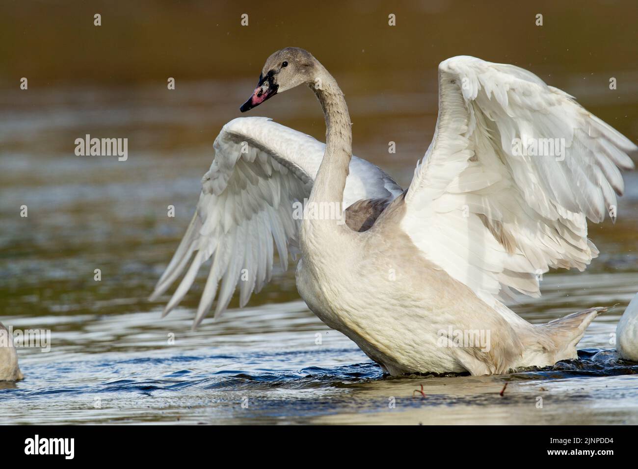 Trumpeter Swan (Cygnus buccinator),  juvenile with wings spread Stock Photo