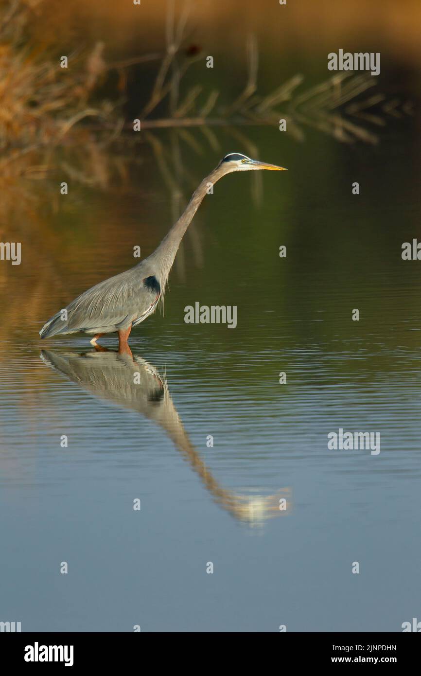 Great Blue Heron (Ardea herodias) with reflection Stock Photo