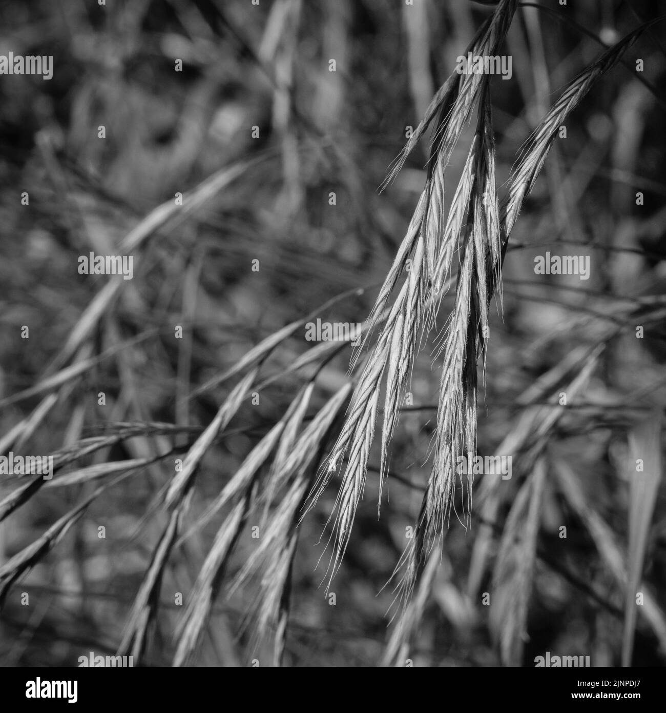 Drooping flower head of a wild grass in a grass verge. Abstract wild plants, wild grasses, weeds growing wild. Stock Photo