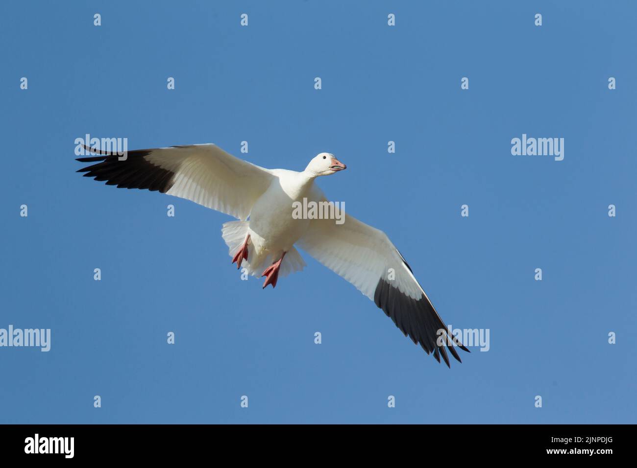 Snow Goose (Anser caerulescens) in flight Stock Photo