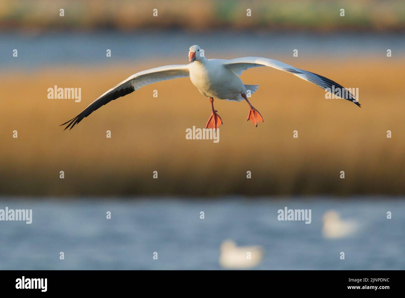 Snow Goose (Anser caerulescens) preparing to land Stock Photo
