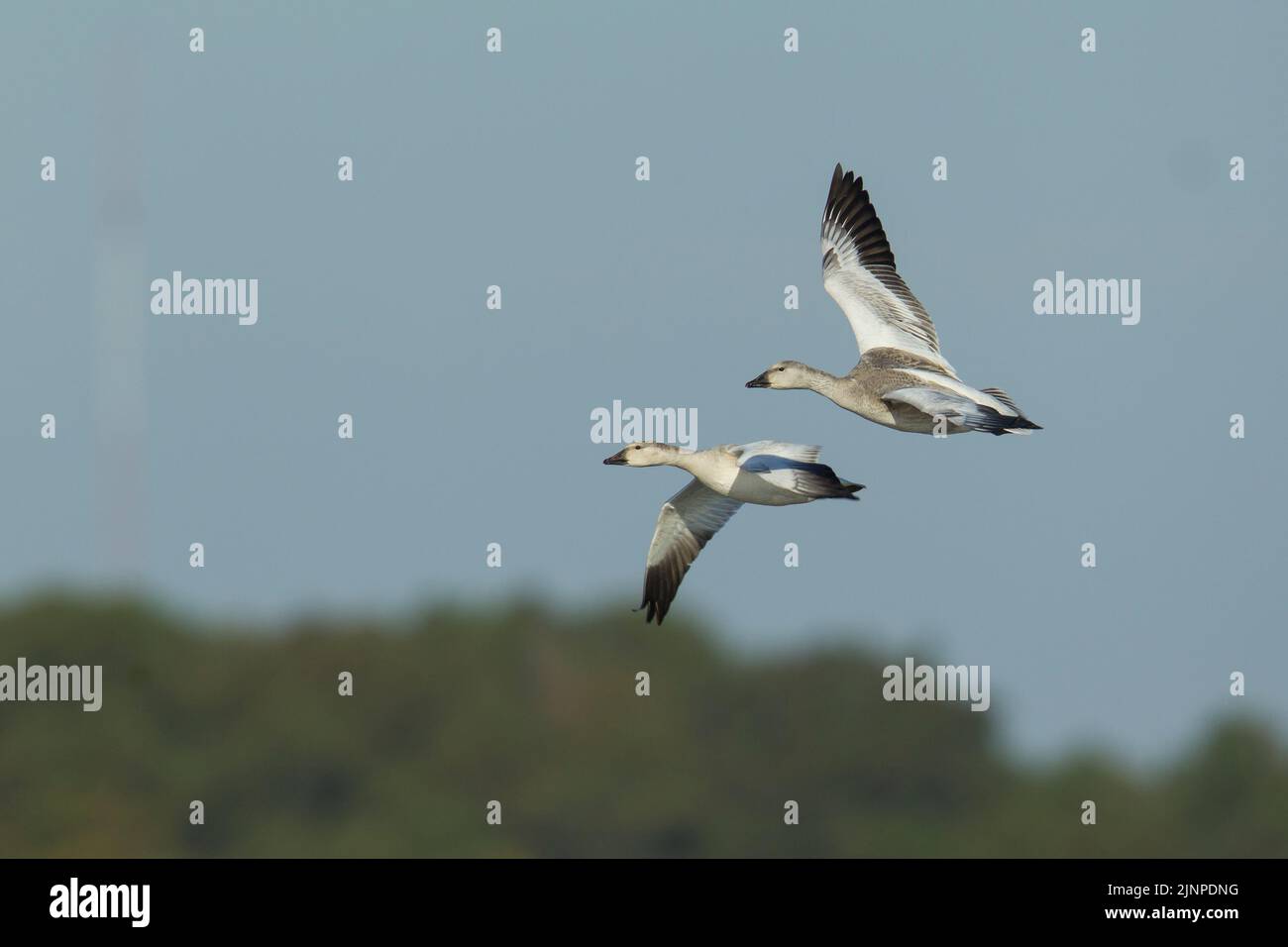 Snow Geese (Anser caerulescens) in flight Stock Photo