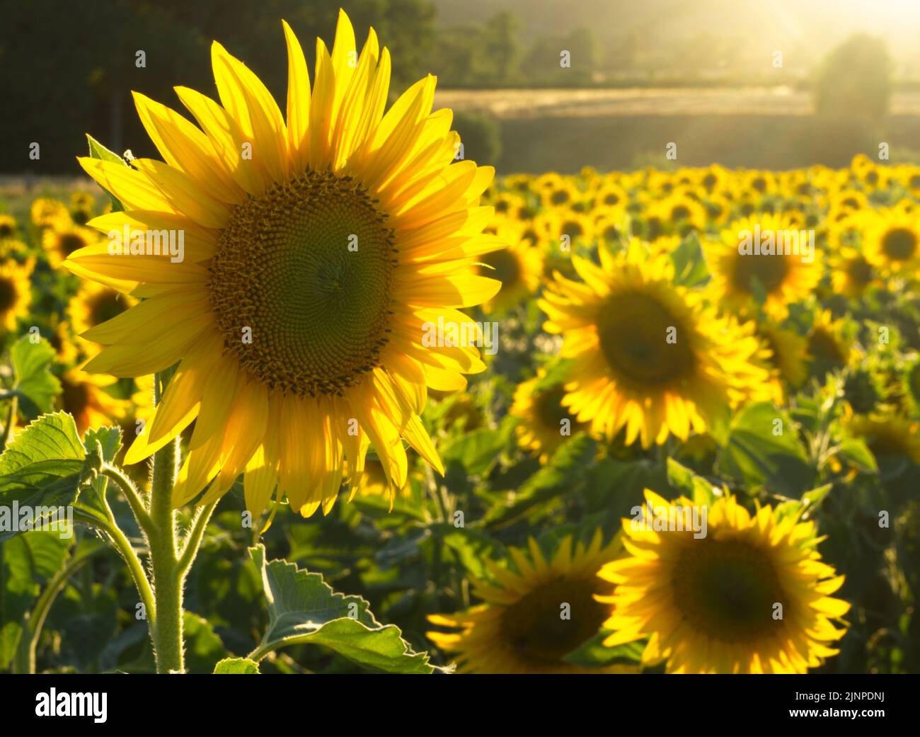 One flower in foreground in a Field of sunflowers in evening light with countryside in the distance August 2022 Stock Photo