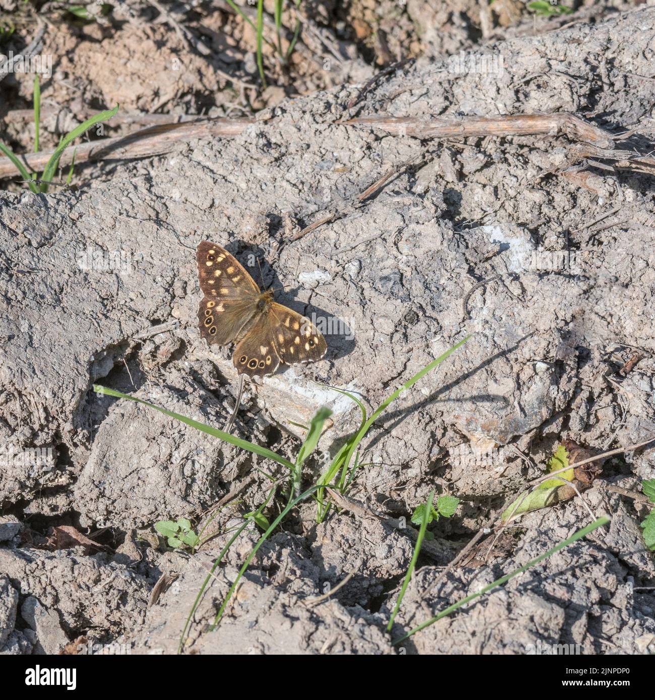 Speckled Wood / Pararge aegeria butterfly settled on hard ground in the summer sunshine. Possibly a female but not sure. For Insects UK & insect world Stock Photo