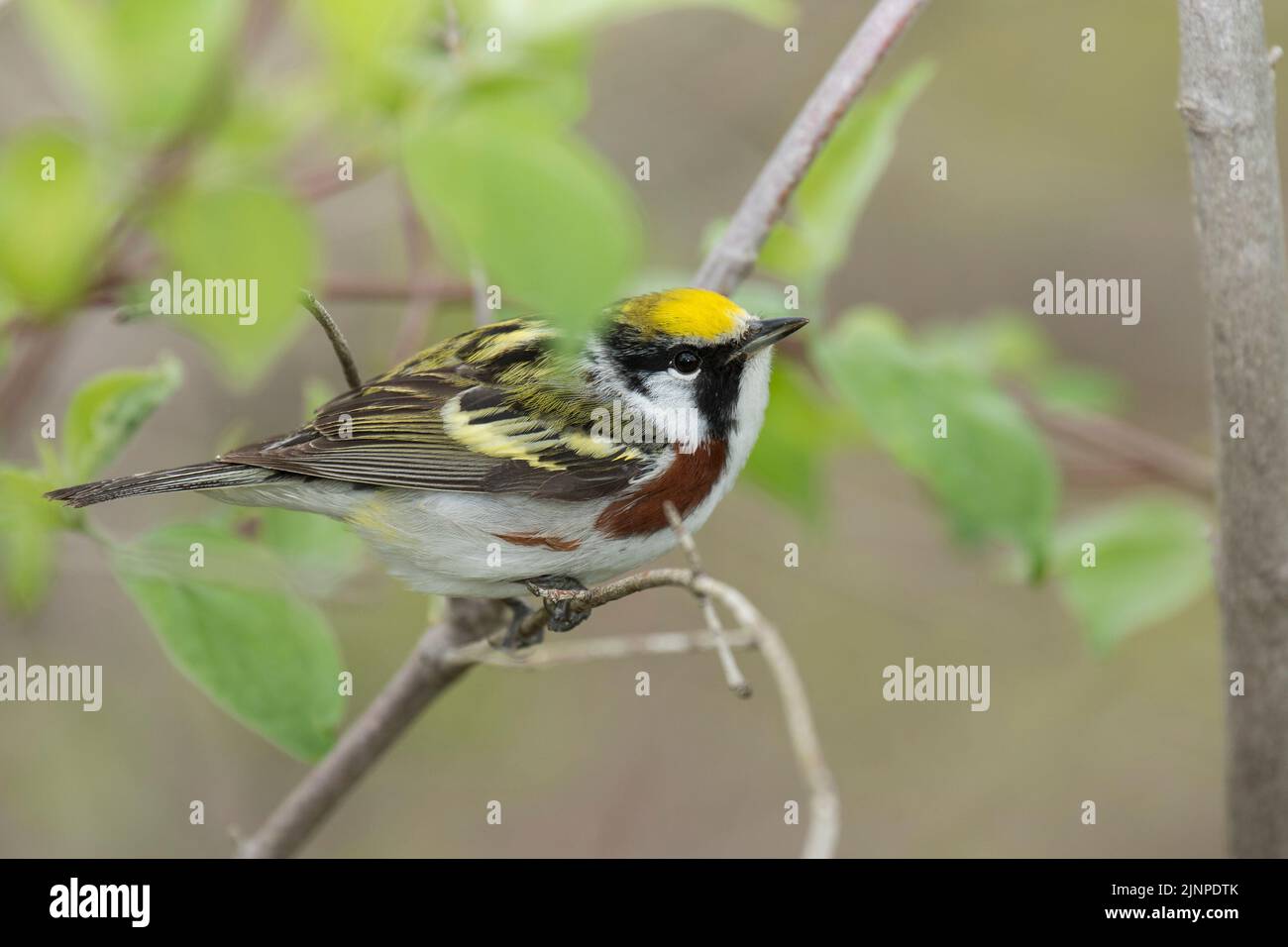 Chestnut-sided Warbler (Setophaga pensylvanica) Stock Photo