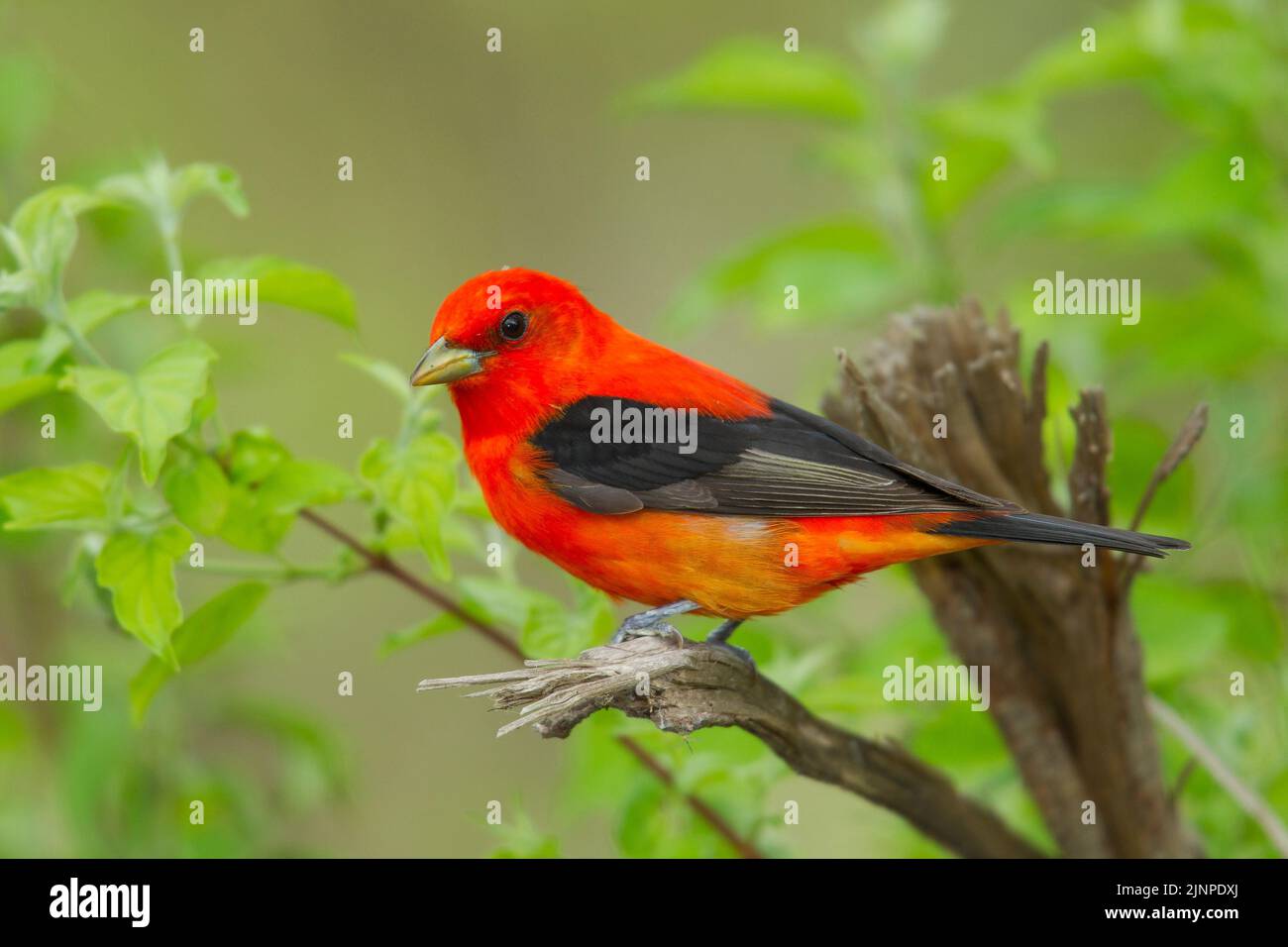 Scarlet Tanager (Piranga olivacea) perched on a branch Stock Photo