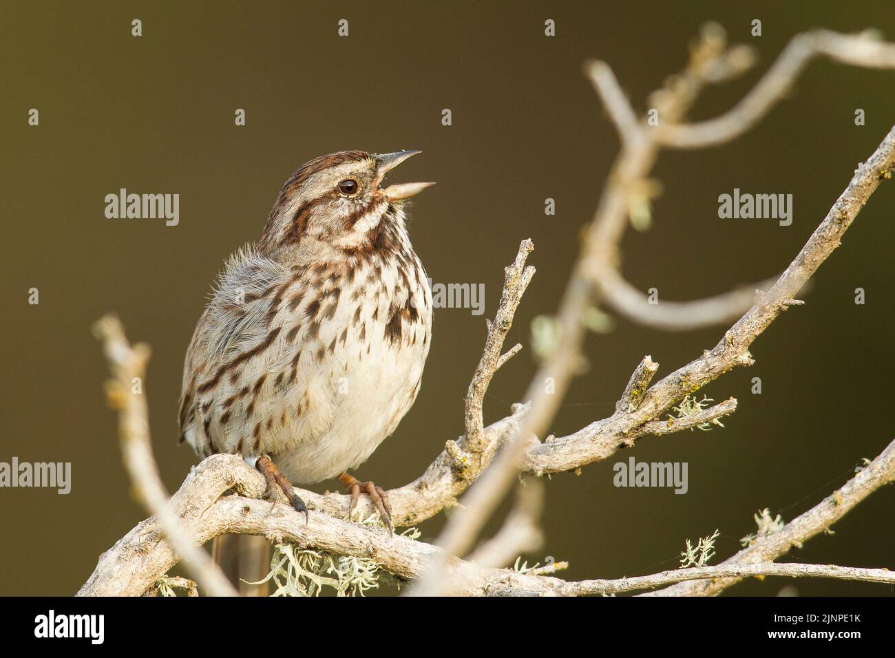 Song Sparrow (Melospiza molodia) singing Stock Photo