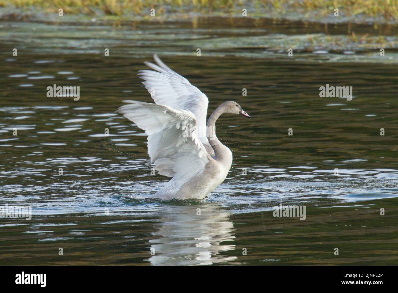 Trumpeter Swans (Cygnus buccinator), juvenile with wing spread Stock Photo