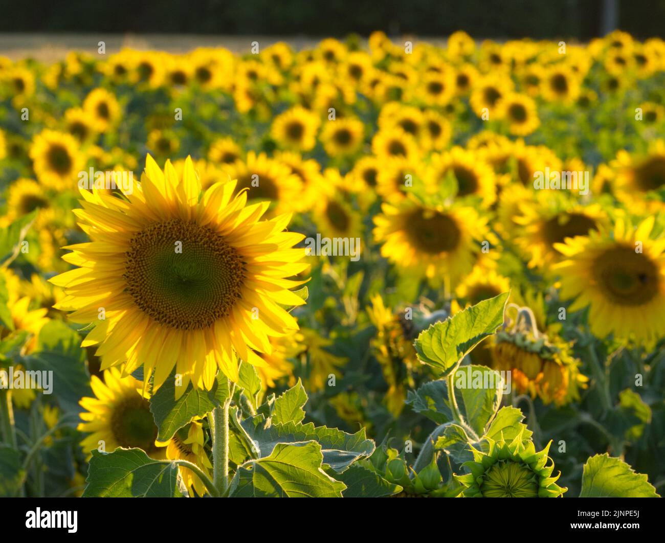 Sunflower field with one flower in focus August 2022 Stock Photo