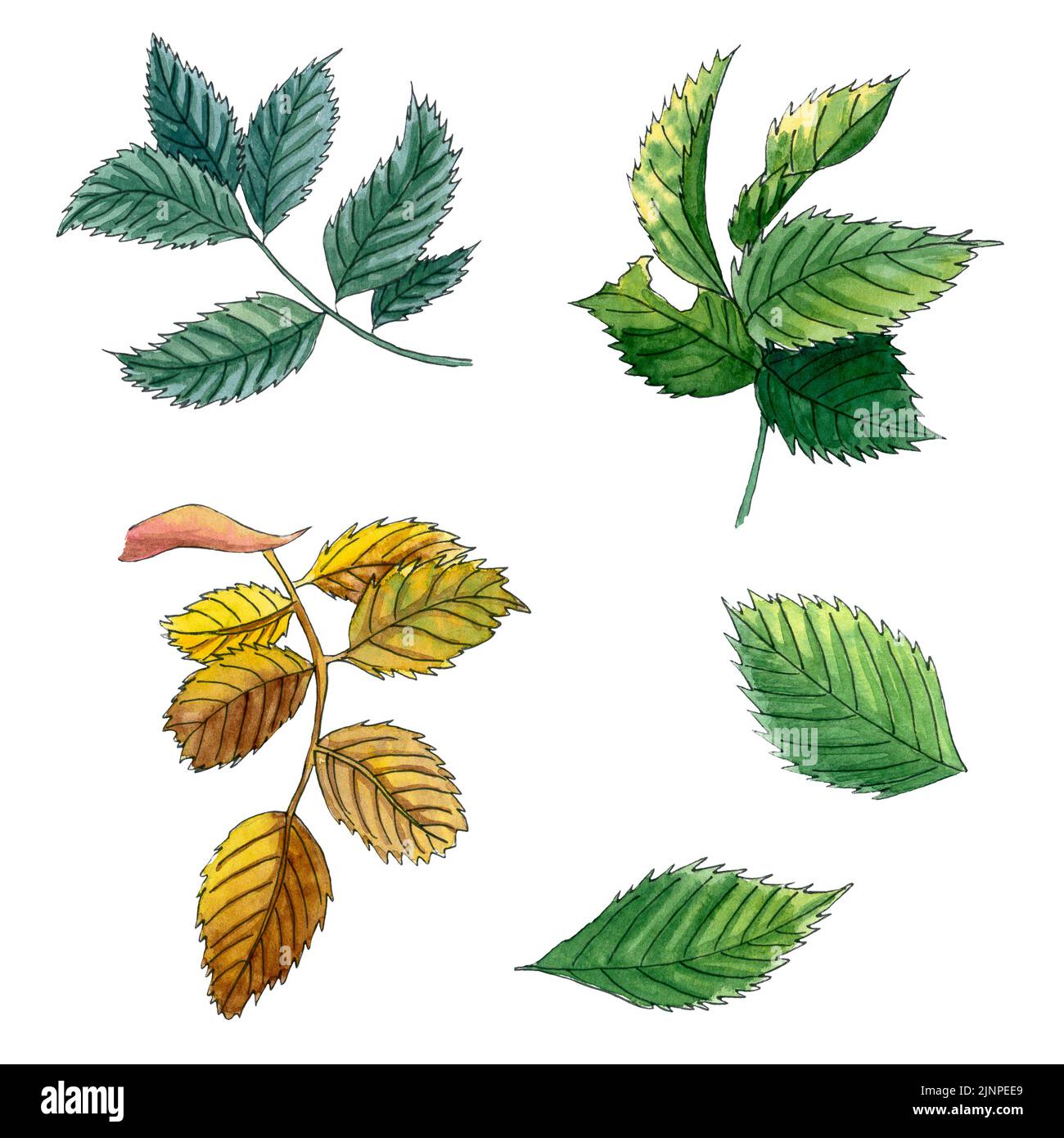 Green rose leaves isolated on white background. Watercolor hand drawn ...