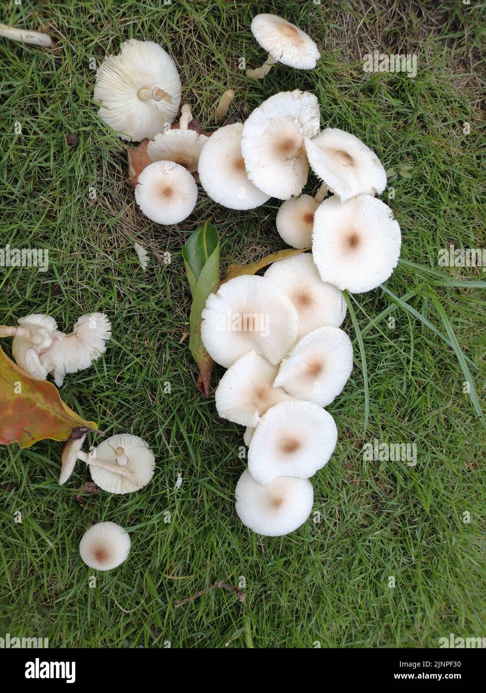 Mushrooms on the lawn Stock Photo Alamy
