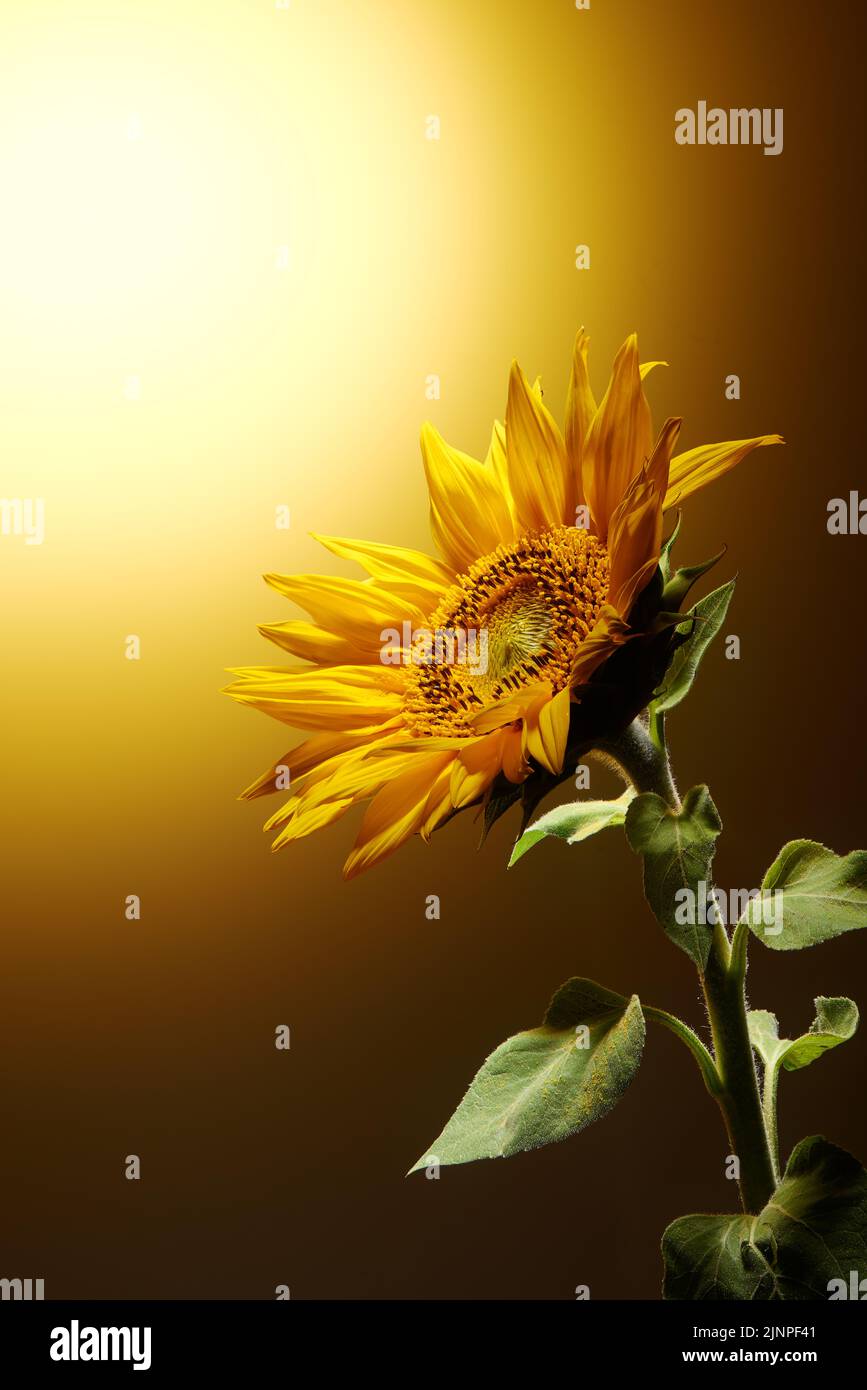 Analogie Sunny Blossoms Skirt - Yellow