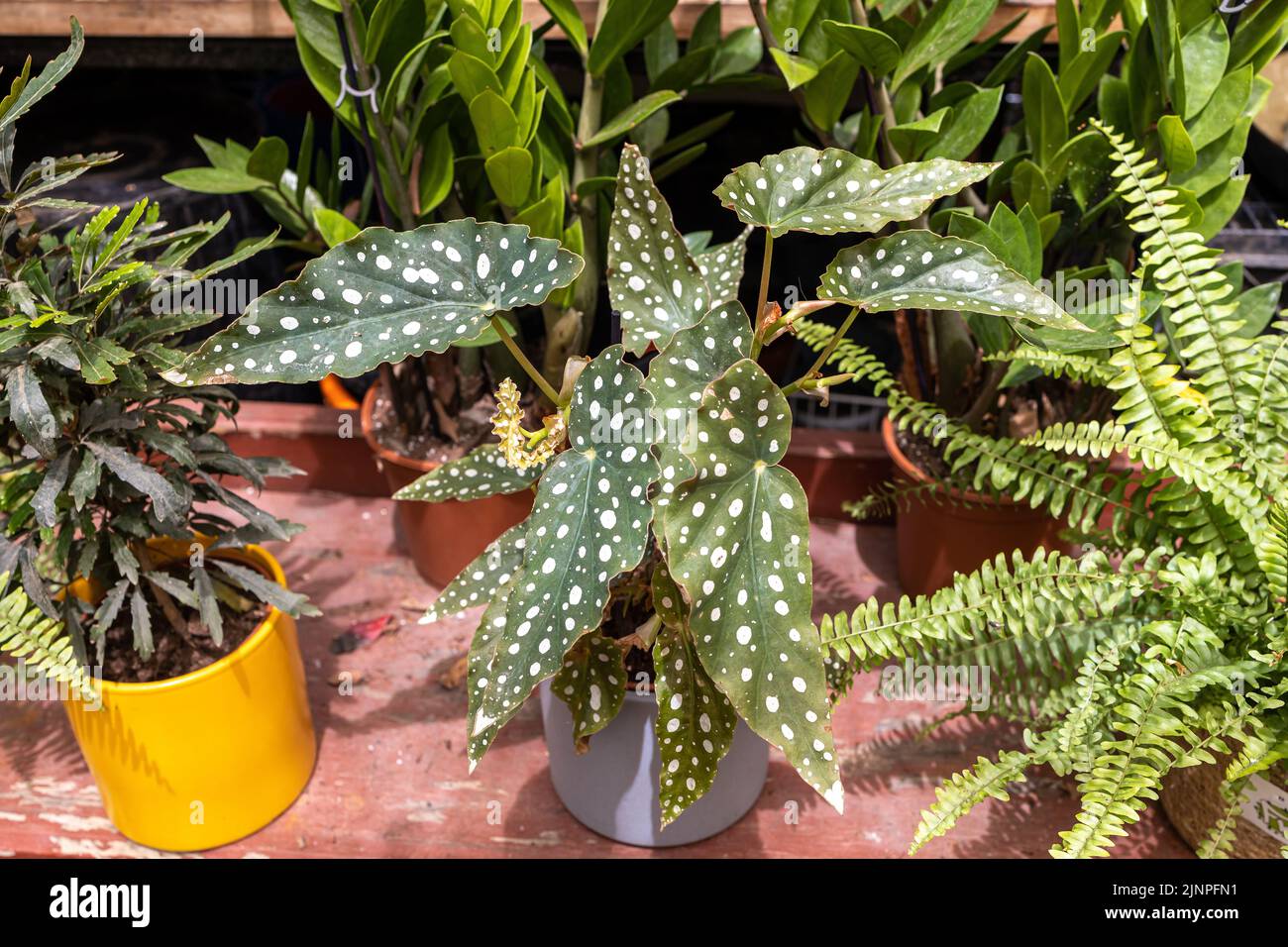 Home plant begonia maculata in a ceramic pot on the windowsill as a home decoration. Stock Photo