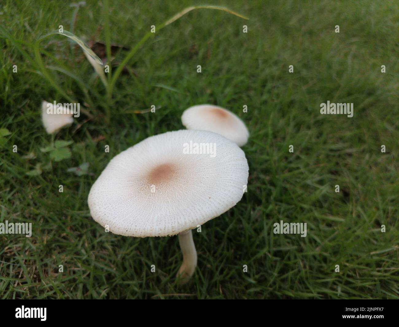 Mushrooms on the lawn Stock Photo Alamy