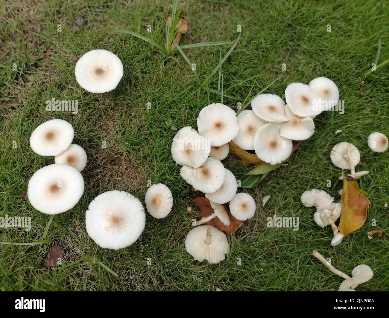 Mushrooms on the lawn Stock Photo Alamy