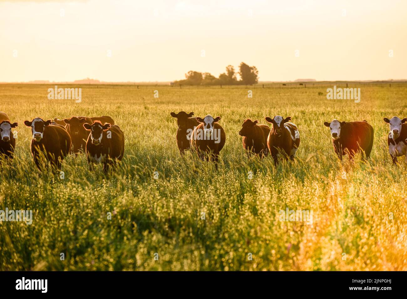 Cows raised with natural pastures, meat production in the Argentine ...