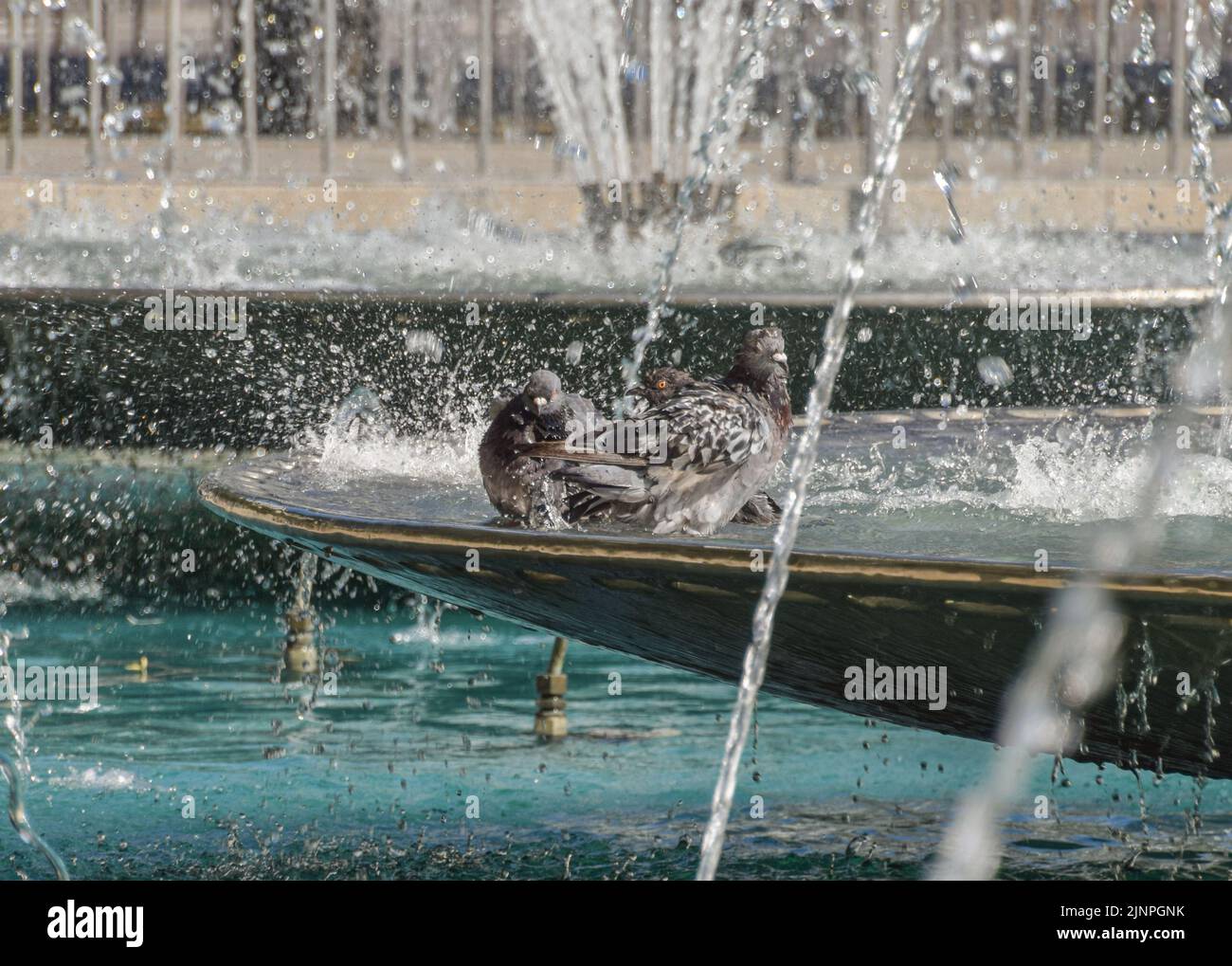 London, UK. 13th August 2022. Pigeons cool down in the fountains at