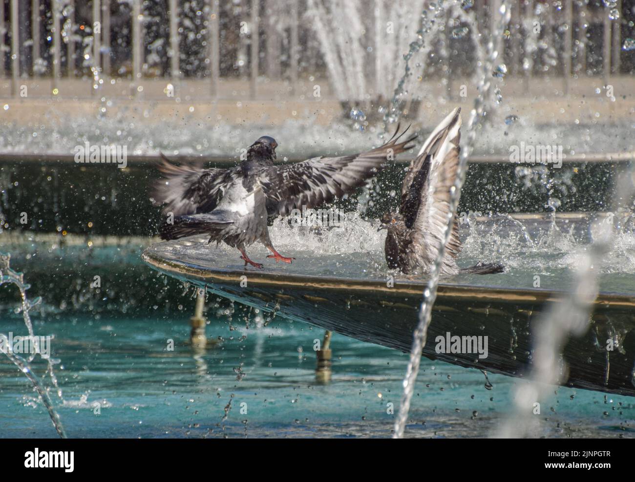 London, UK. 13th August 2022. Pigeons cool down in the fountains at