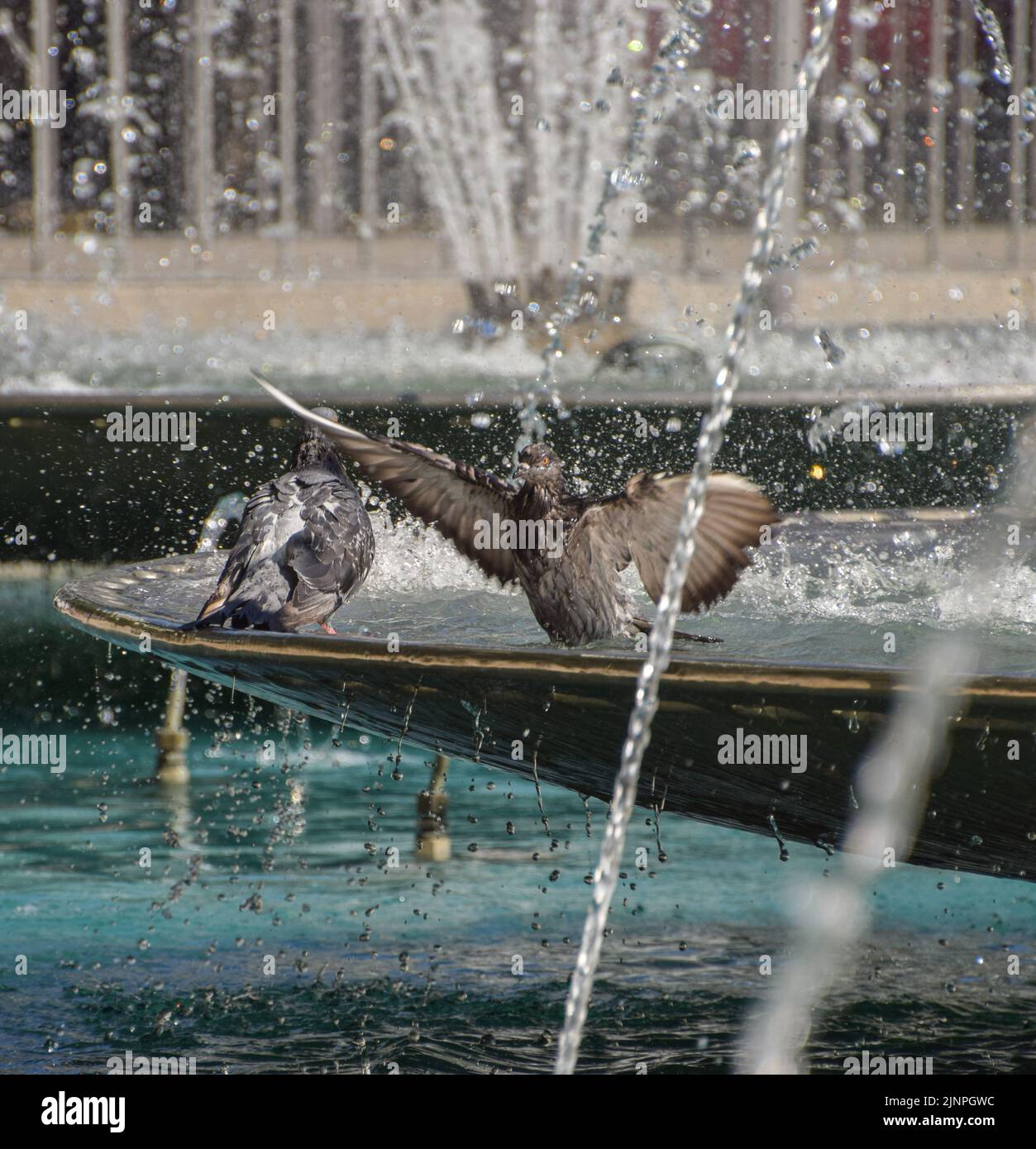 London, UK. 13th August 2022. Pigeons cool down in the fountains at