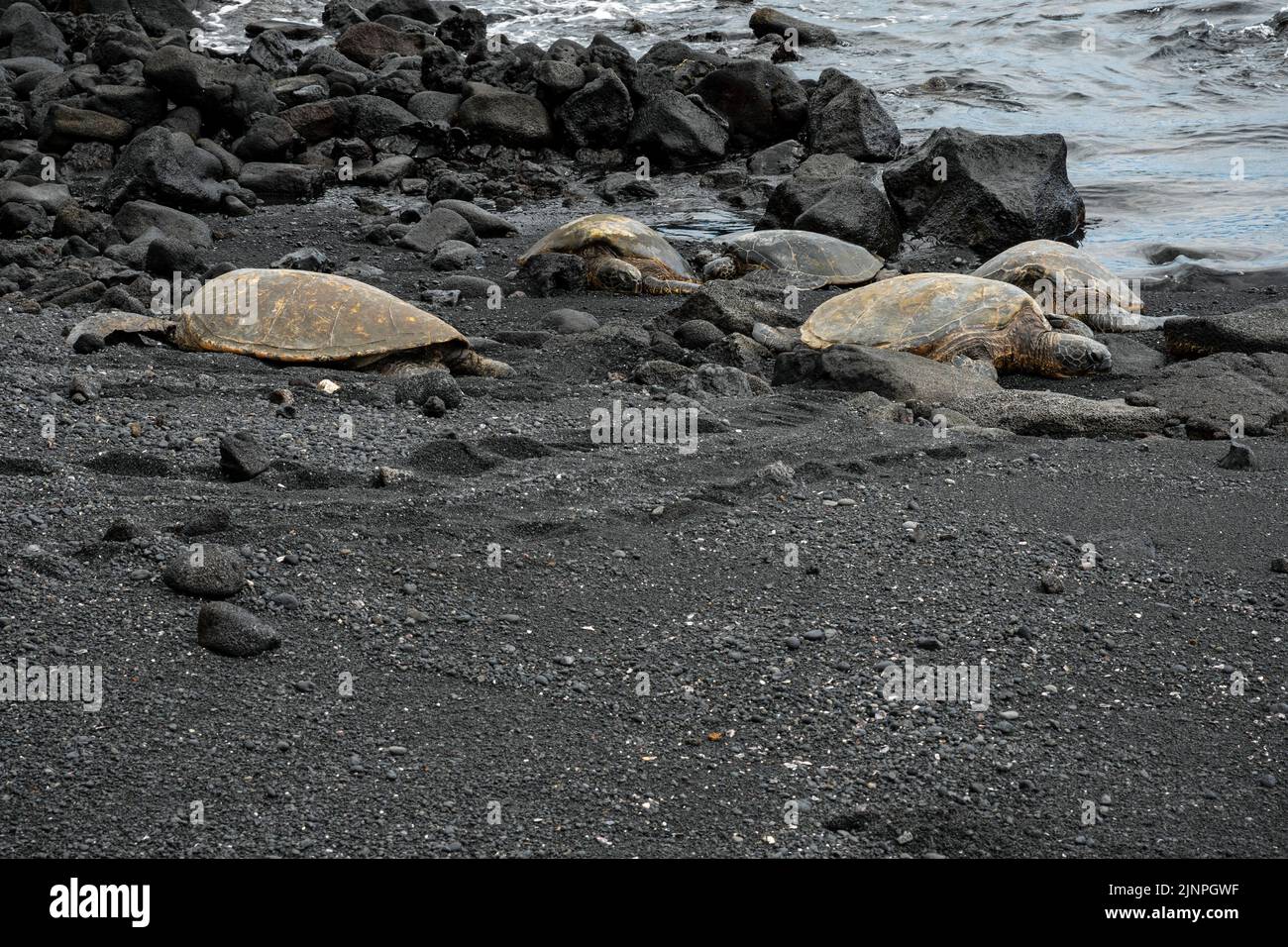 hawksbill sea turtles or eretmochelys imbricata emerging from ocean onto punaluu black sand beach Stock Photo