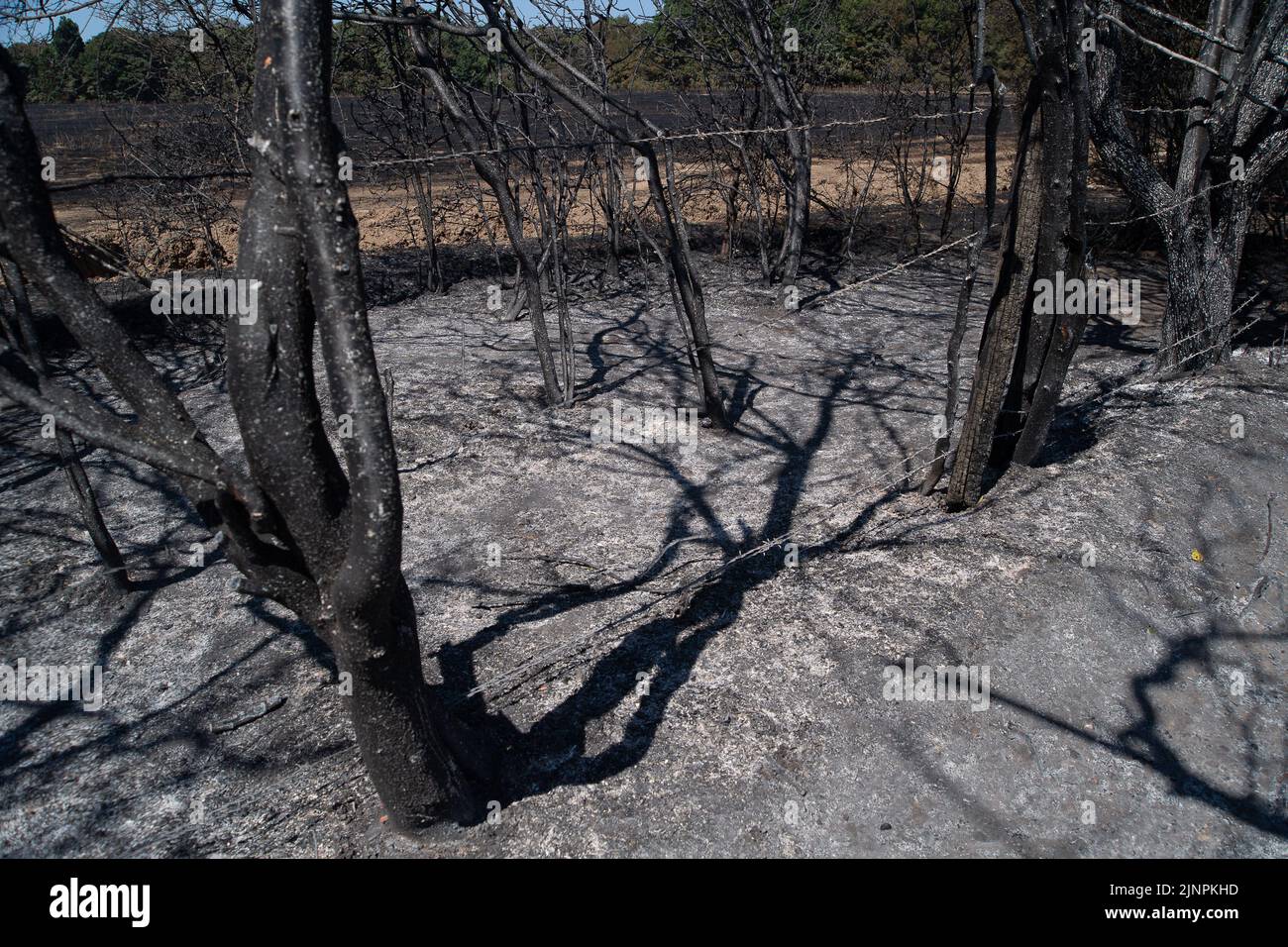 M25 motorway wildlife hires stock photography and images Alamy