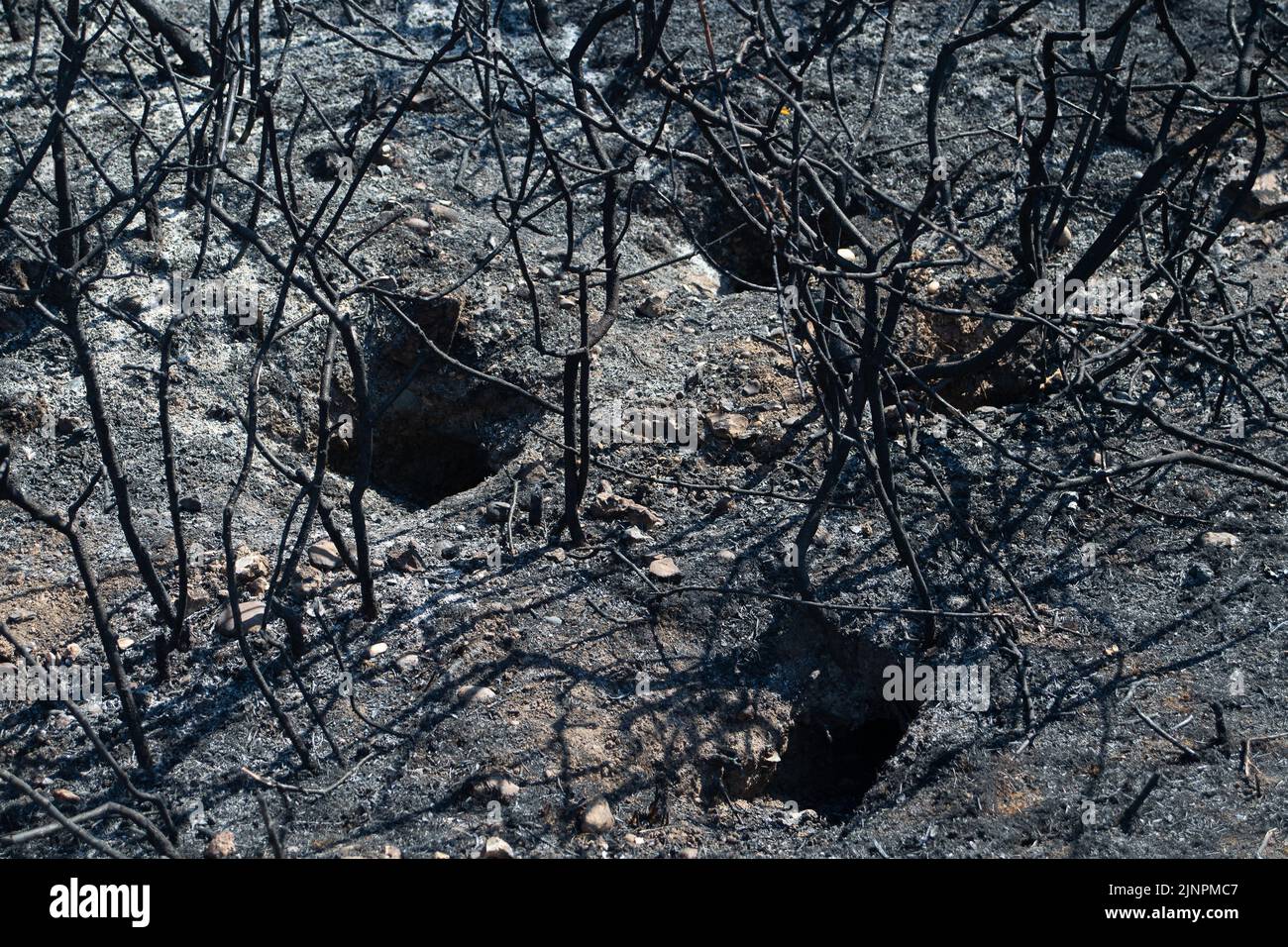 M25 motorway wildlife hires stock photography and images Alamy