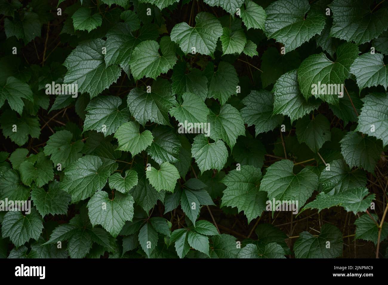 Green leaves and pattern background hi-res stock photography and images ...