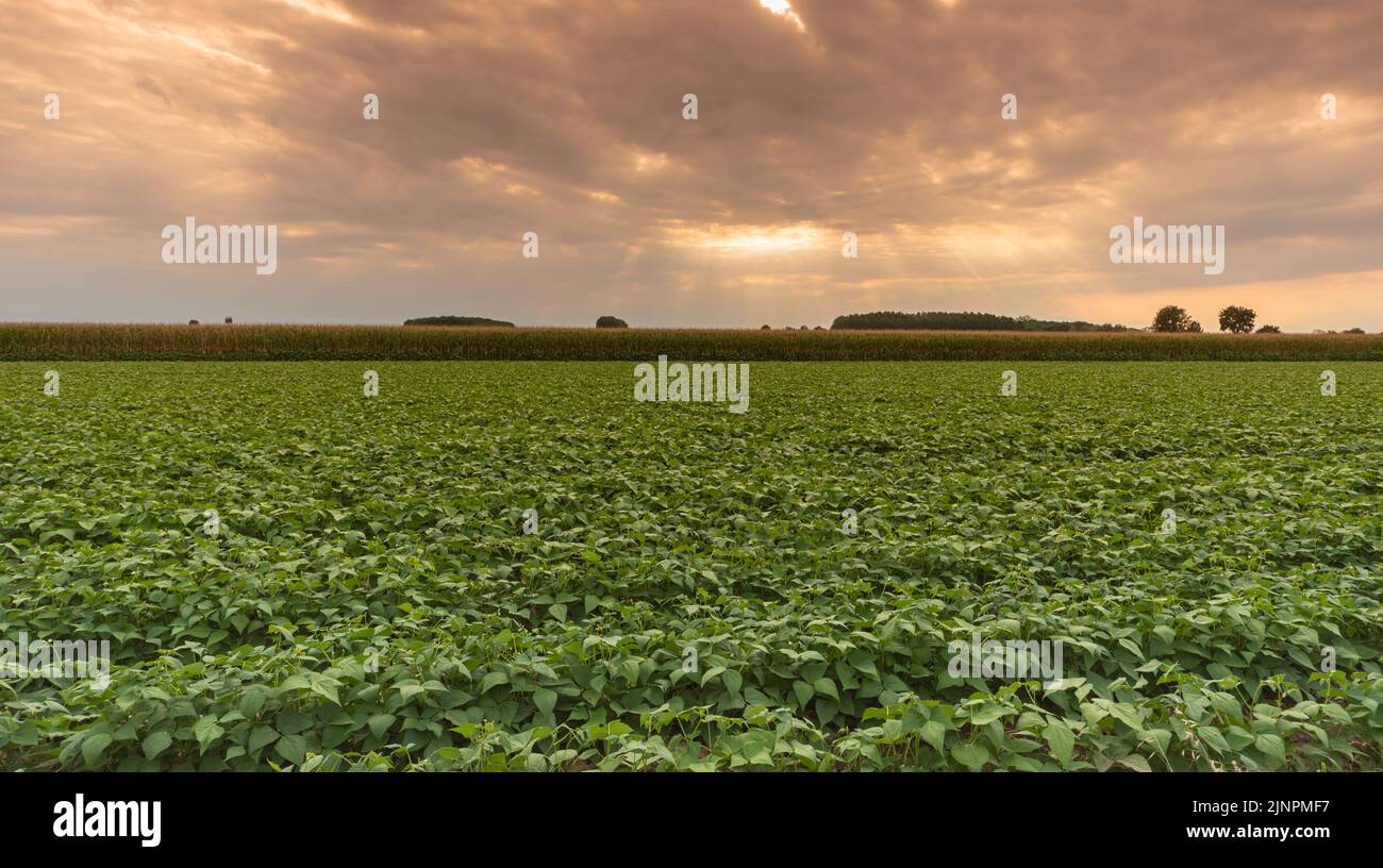 Field of young bean plants from the Po plain in the Province of Cuneo, Piedmont, Italy. Cloudy sky at sunset Stock Photo