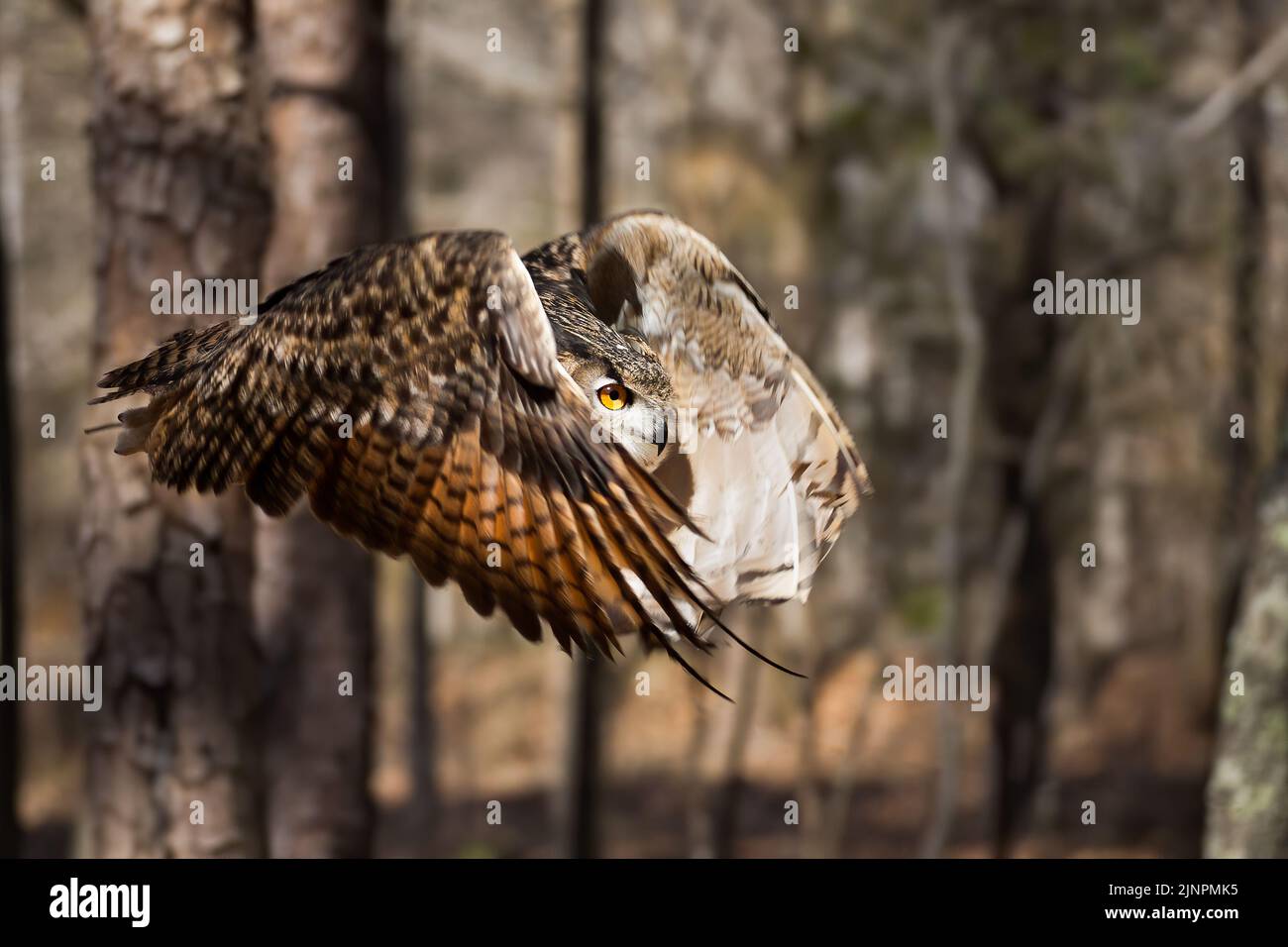 Eurasian Eagle Owl in Flight Stock Photo