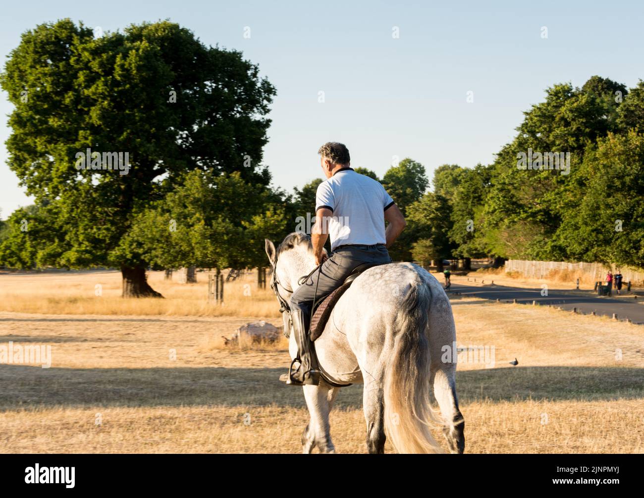 A man riding a large grey horse in a drought stricken Richmond Park, London, London, SW15, England, UK Stock Photo
