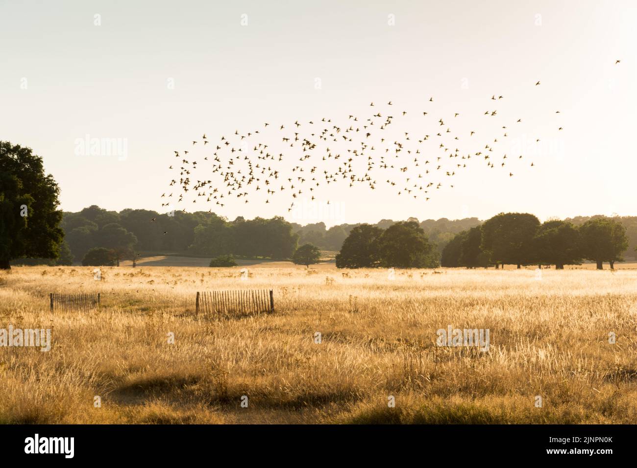 A murmuration of Common Starlings (Sturnus vulgaris) flying above a very scorched and bone dry Richmond Park, London, England, UK Stock Photo
